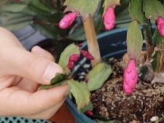 受了伤的蟹爪兰怎样再开花
