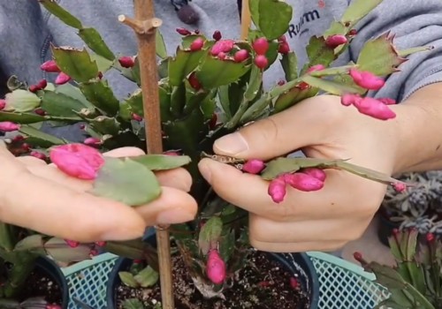 受了伤的蟹爪兰怎样再开花2
