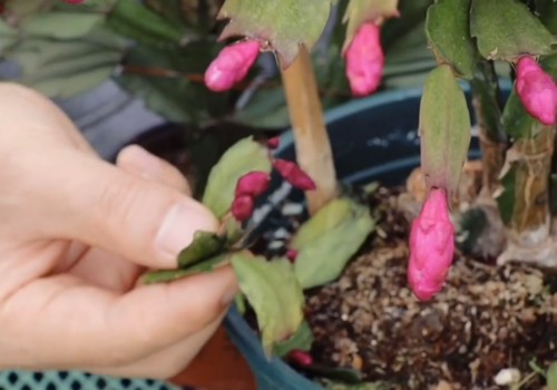 受了伤的蟹爪兰怎样再开花1