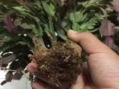 蟹爪兰萎缩是什么原因