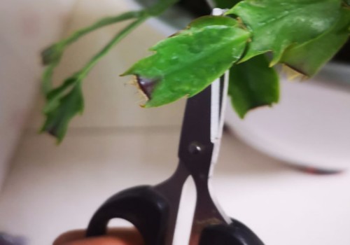 蟹爪兰腐烂病菌如何杀灭