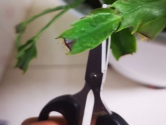 蟹爪兰腐烂病菌如何杀灭