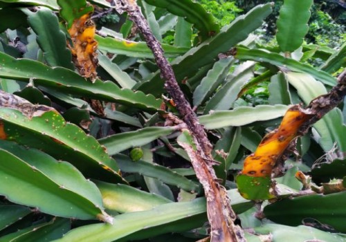 蟹爪兰铁锈病怎么治