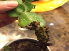 如何除去蟹爪兰根部的虫子