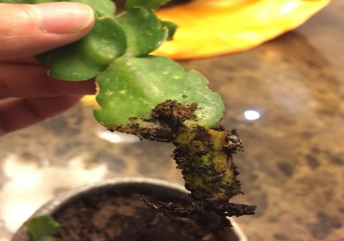 如何除去蟹爪兰根部的虫子