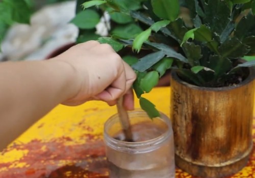 蟹爪兰用阿司匹林怎么用2