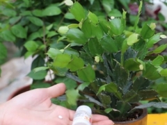 蟹爪兰用阿司匹林怎么用
