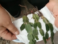 蟹爪兰用生根粉泡根要多久