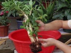 玉树烂根后要晾晒多久