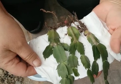 蟹爪兰用生根粉泡根要多久
