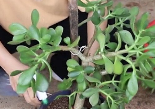换盆后玉树蔫了怎么办
