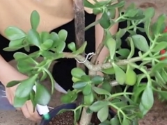 换盆后玉树蔫了怎么办
