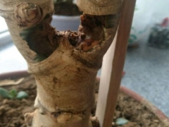 玉树的枝干开始烂了怎么办