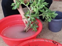 玉树烂枝怎么办