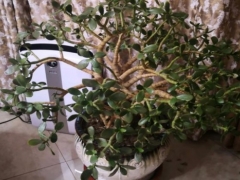 玉树枝干软了还能活吗