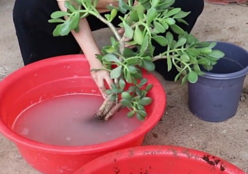 玉树烂枝怎么办