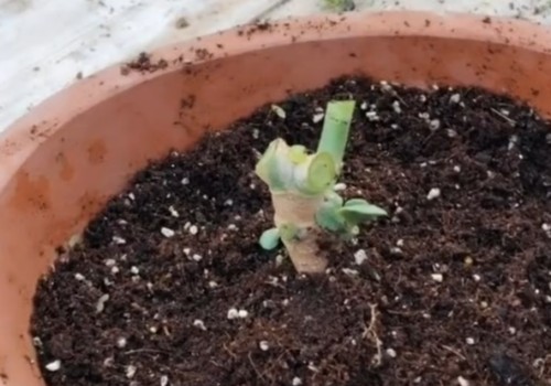 玉树受冻了该怎么办3