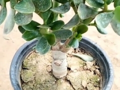 玉树淋雨了怎么办