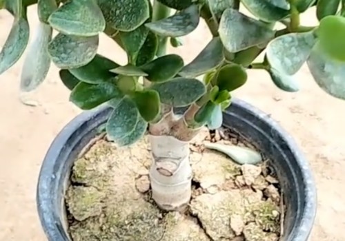 玉树淋雨了怎么办