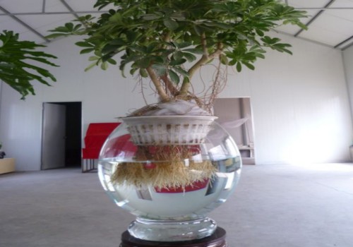 玉树水培生根后怎么养1