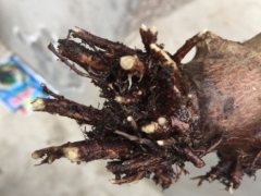 玉树烂根后怎样快速生根