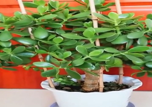玉树夏天能放到室外吗
