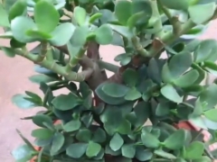 玉树盆栽适合养在室内吗