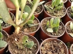 玉树切除烂根后怎样栽植