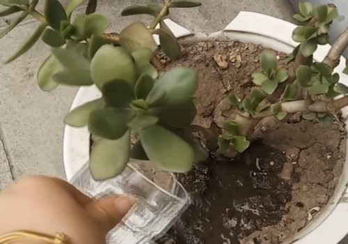 如何养玉树可加快老桩的形成