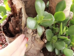 玉树夏天怎么养