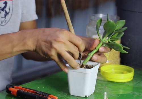 扦插的玉树多久可以见阳光