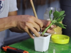 扦插的玉树多久可以见阳光