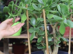 梅雨季节玉树可以淋雨吗
