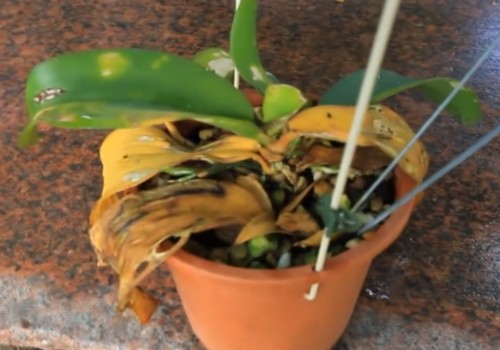 蝴蝶兰烂心怎么处理1