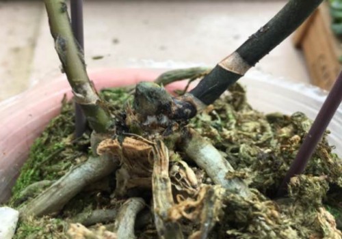 蝴蝶兰叶子掉光了多久发芽2