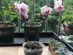 蝴蝶兰叶子掉光了多久发芽