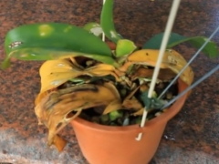 蝴蝶兰烂心怎么处理