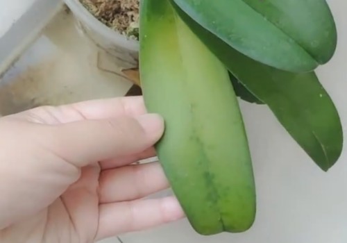 蝴蝶兰换盆后老叶变黄怎么办