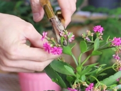 长寿花不打花苞怎么办