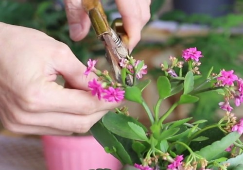 长寿花不打花苞怎么办