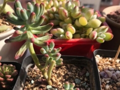 买回来的多肉叶子怎么一直皱巴巴的