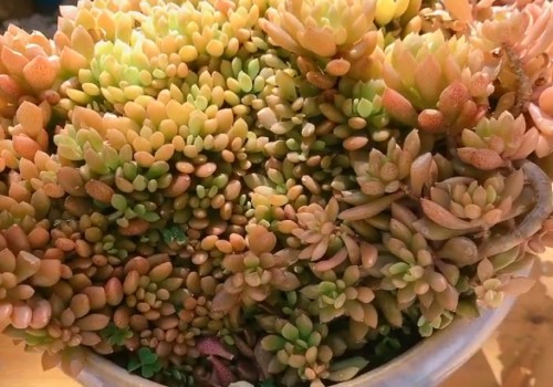 多肉太茂盛了怎么办