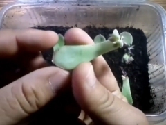 多肉什么时候移植最好