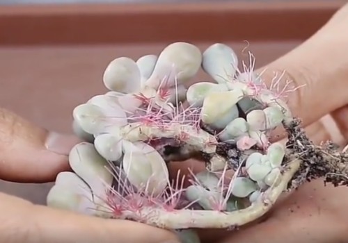 多肉种植前怎么晾根