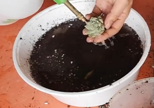 多肉洗根后多久上盆