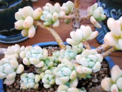 多肉根系木质化怎么办