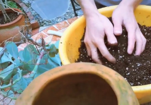多肉植物气根太多怎么办