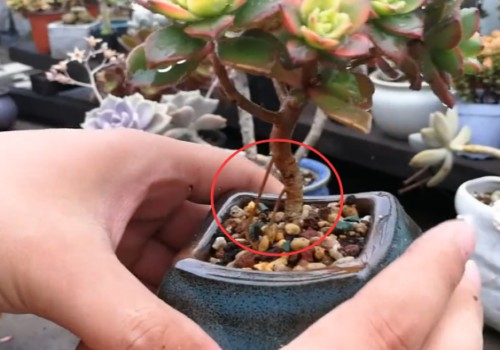 多肉植物长气根的原因