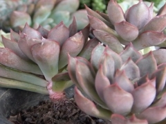 新手怎么养多肉植物