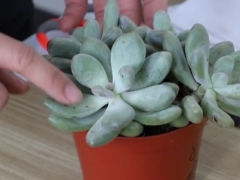 多肉怎样变矮壮